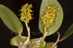 Bulbophyllum neilgherensis